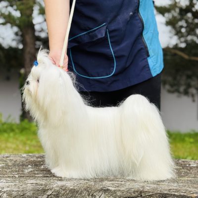 TAURO KENNEL JP MISTY