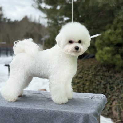 TAURO KENNEL JP ŽIEDĖ