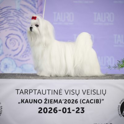 TAURO KENNEL JP ASOLL