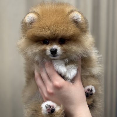 TAURO KENNEL JP JUNA