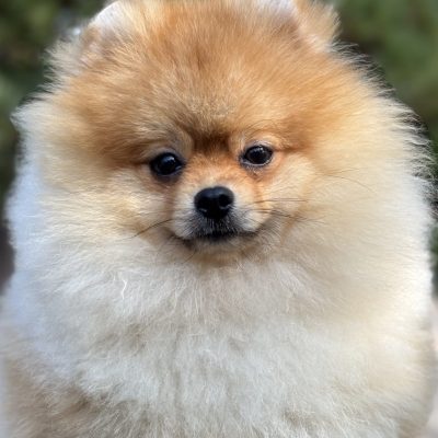 TAURO KENNEL JP BERRUM