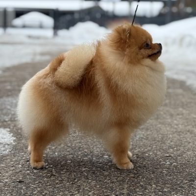 TAURO KENNEL JP BAIRRO