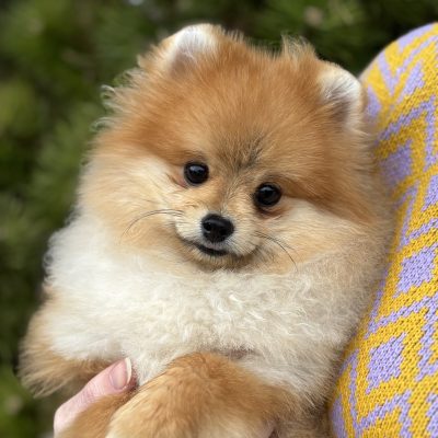 TAURO KENNEL JP FENIKSAS