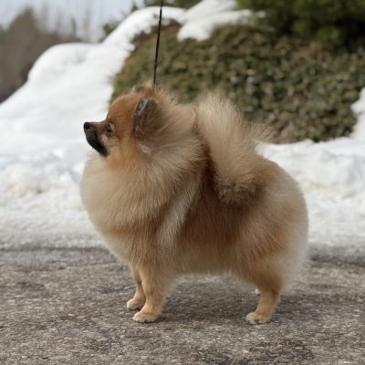 TAURO KENNEL JP ZENORA