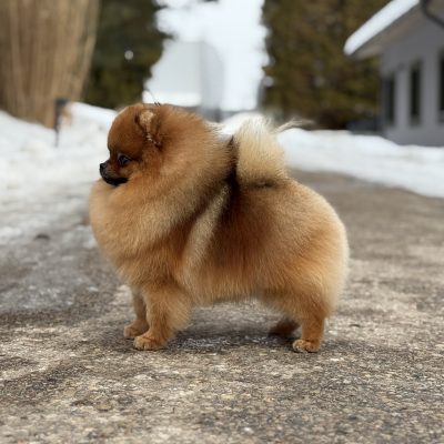 TAURO KENNEL JP DORDUS