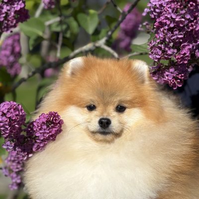 TAURO KENNEL JP FENIKSAS