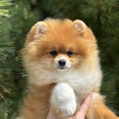 TAURO KENNEL JP JUNA