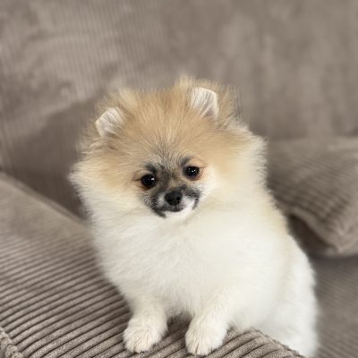 TAURO KENNEL JP KAFUE