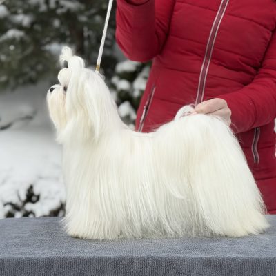 TAURO KENNEL JP KORALA