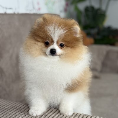 TAURO KENNEL JP GLACIES