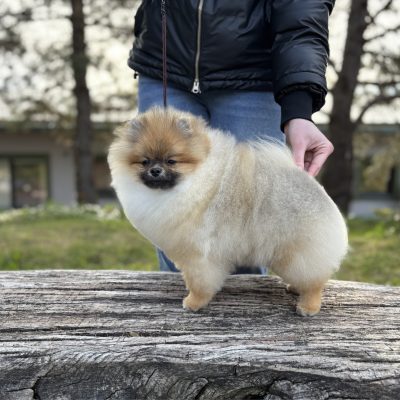 TAURO KENNEL JP DAWA