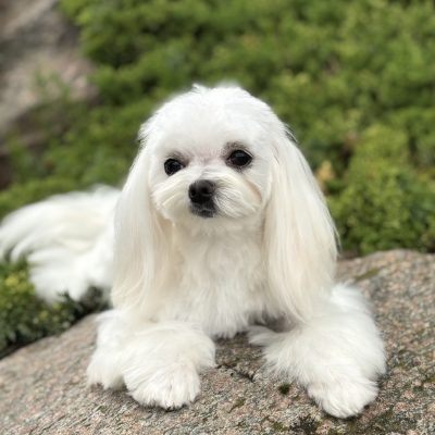 TAURO KENNEL JP HANARI